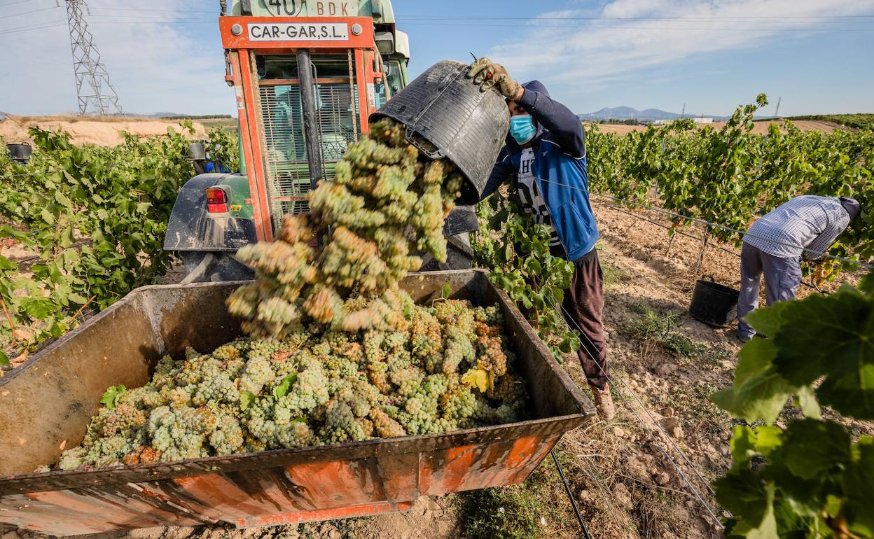 Labores de vendimia en Rioja Alavesa. 