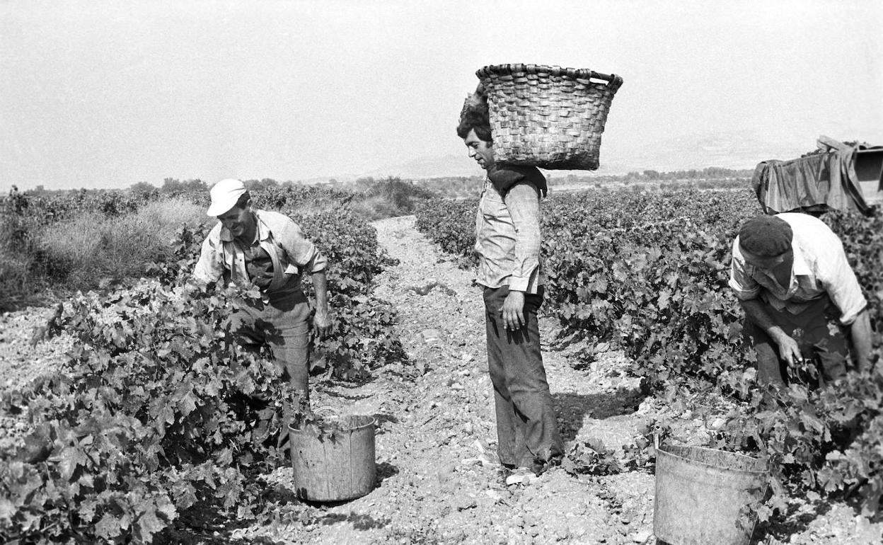 Unos temporeros recogen uvas durante la época de vendimia en la década de los 80. 