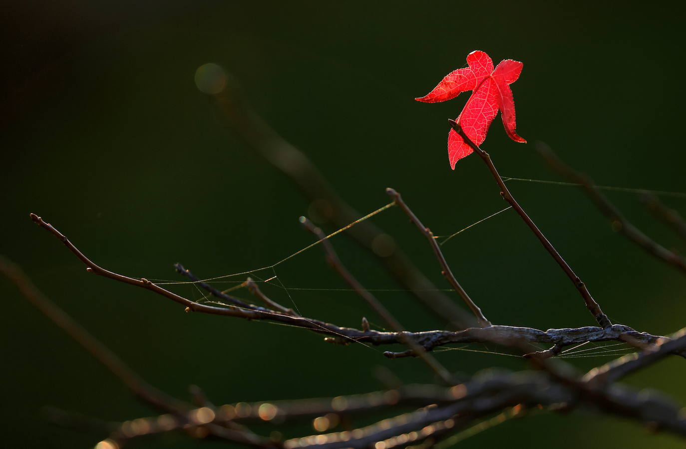 Una de las últimas hojas rojas de un árbol de arce se ve en colores otoñales en Bourlon, Francia.