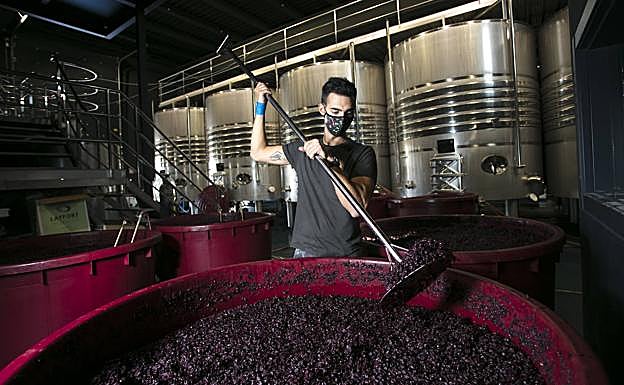 Javier San Pedro, de la bodega del mismo nombre de Laguardia, remueve la uva.