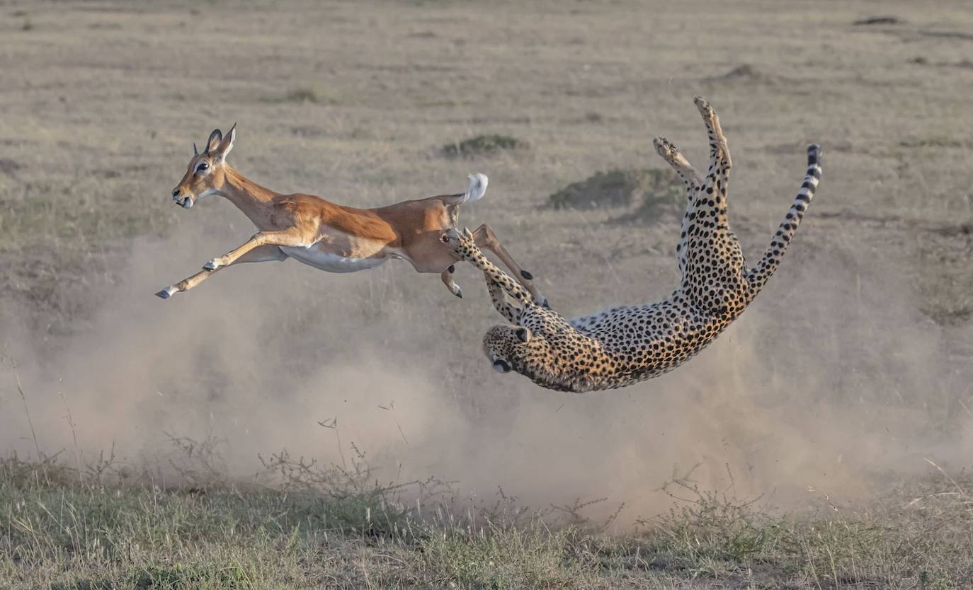 Velocidad y estrategia: Ganador de Fauna Terrestre. Atrapar presas no es tarea fácil para los guepardos (Acinonyx jubatus), aunque son los animales terrestres más rápidos del mundo. El terreno en su mayoría sin árboles de la sabana africana les da a los antílopes, impalas y otros ungulados tiempo suficiente para detectar a los depredadores que se acercan, e incluso una pequeña ventaja puede marcar la diferencia entre la vida y la muerte. Para evitar alertar a sus presas, los guepardos comienzan a cazar cerca del suelo, donde su pelaje manchado les ayuda a mezclarse con el terreno. Cuando se acercan a 60 metros (200 pies) de su objetivo, los guepardos aceleran a un ritmo vertiginoso, alcanzando los 95 kilómetros (60 millas) por hora en cuestión de segundos. Pero los depredadores felinos todavía tienen que tener en cuenta la velocidad de sus presas, en este caso un impala (Aepyceros melampus), que puede zigzaguear a más de 80 kilómetros (50 millas) por hora. 