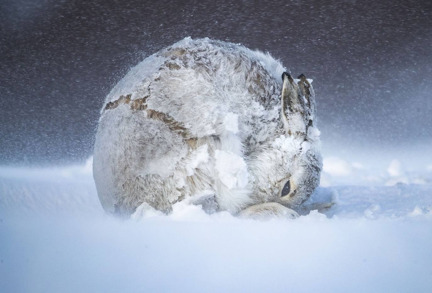 Refugio en su lugar : Ganador del Gran Premio. Para obtener esta imagen íntima de una liebre de montaña (Lepus timidus) acurrucada contra una tormenta de invierno escocesa, Andy Parkinson soportó semanas de feroz frío y viento que le arrojaron fragmentos de hielo a la cara. La única especie de conejos nativa de Gran Bretaña, por otro lado, se siente completamente como en casa en estas condiciones inhóspitas. Grupos de 20 o más liebres se reúnen cada invierno para mordisquear brezos en las laderas de sotavento, donde la nieve tiende a ser menos profunda. Antes de descansar, saltan de sus huellas para confundir a los depredadores. Y mientras algunos capean tormentas en madrigueras o depresiones, esta hembra creó su propio refugio, metiéndose en una bola para conservar el calor y minimizar la exposición a los elementos. 