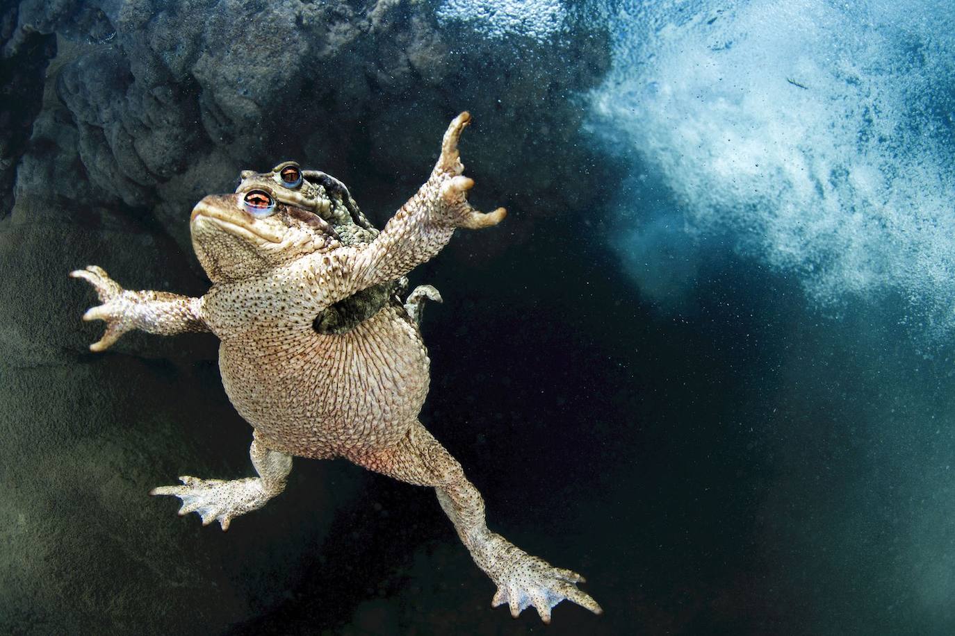 Agárrate fuerte : finalista de vida acuática. Debajo de la turbulencia de una pequeña cascada en el río Lez de Francia, un sapo común macho (Bufo bufo) se aferra a su vida. Sin embargo, no su propia vida: el macho está ayudando a asegurar la supervivencia de su especie fertilizando los huevos de su compañera mientras ella los pone. Este comportamiento de apareamiento, conocido como amplexus, que en latín significa "abrazo", es común entre los anfibios y otros animales cuyos huevos deben ser fertilizados externamente. Los machos desarrollan temporalmente glándulas en los dedos de los pies, conocidas como almohadillas nupciales, para ayudarles a agarrar el abdomen hinchado de las hembras. Luego, cuando la hembra libera miles de huevos en hebras gelatinosas y nacaradas, el macho los cubre con esperma.