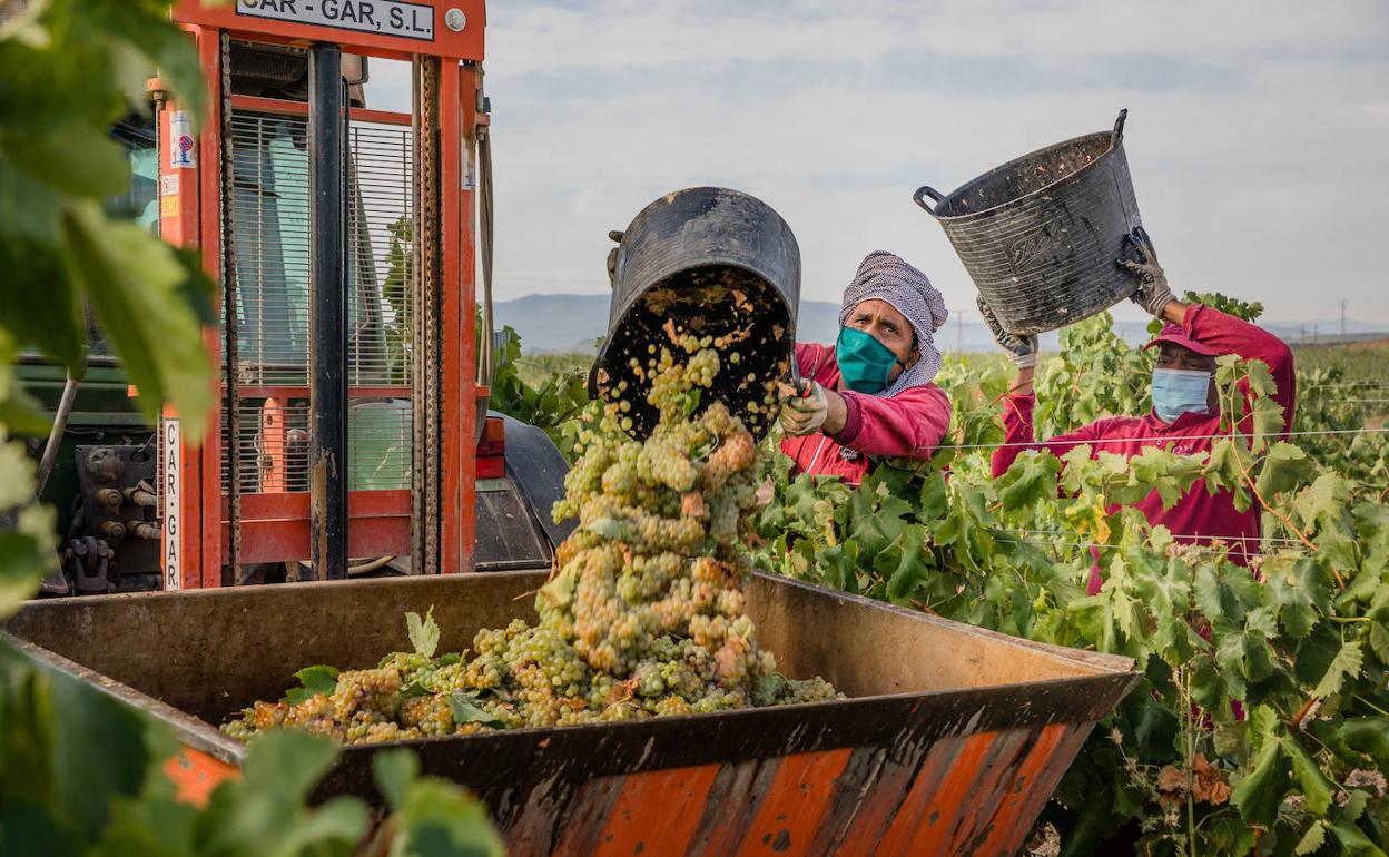 Temporeros depositan la uva en el remolque durante la vendimia.