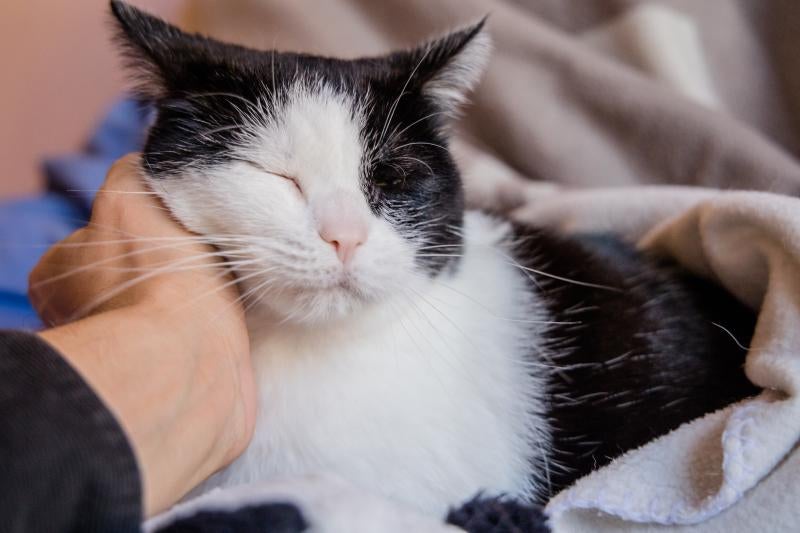 Fotos: La esperanza de los gatos sin hogar