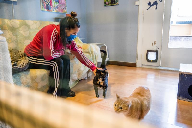 Fotos: La esperanza de los gatos sin hogar