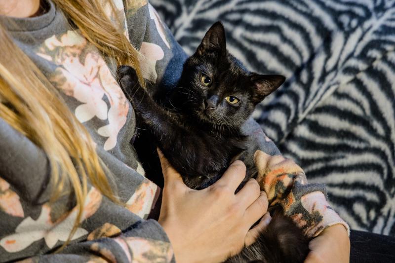 Fotos: La esperanza de los gatos sin hogar