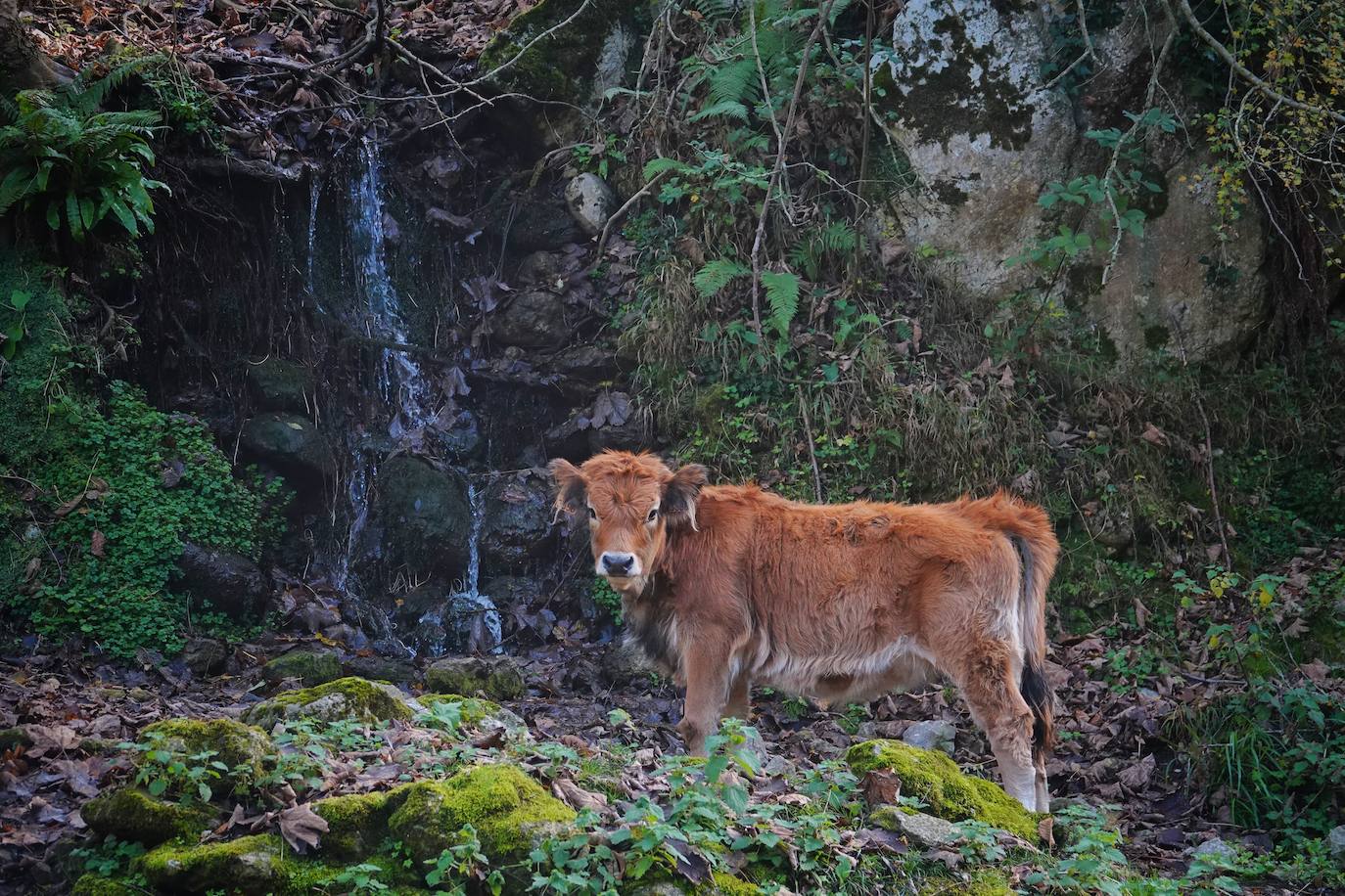 Fotos: El impresionante otoño en los Picos de Europa