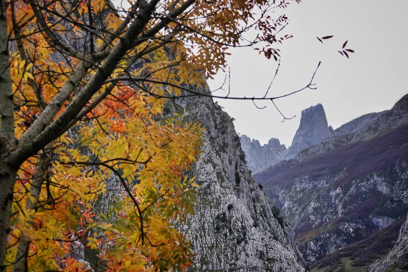 Fotos: El impresionante otoño en los Picos de Europa