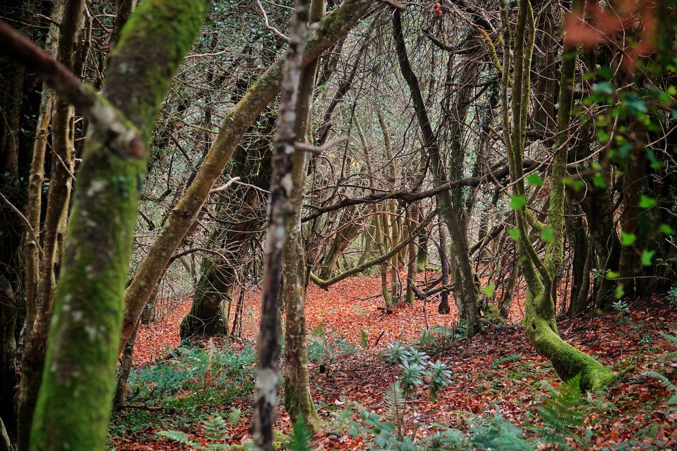 Fotos: El impresionante otoño en los Picos de Europa