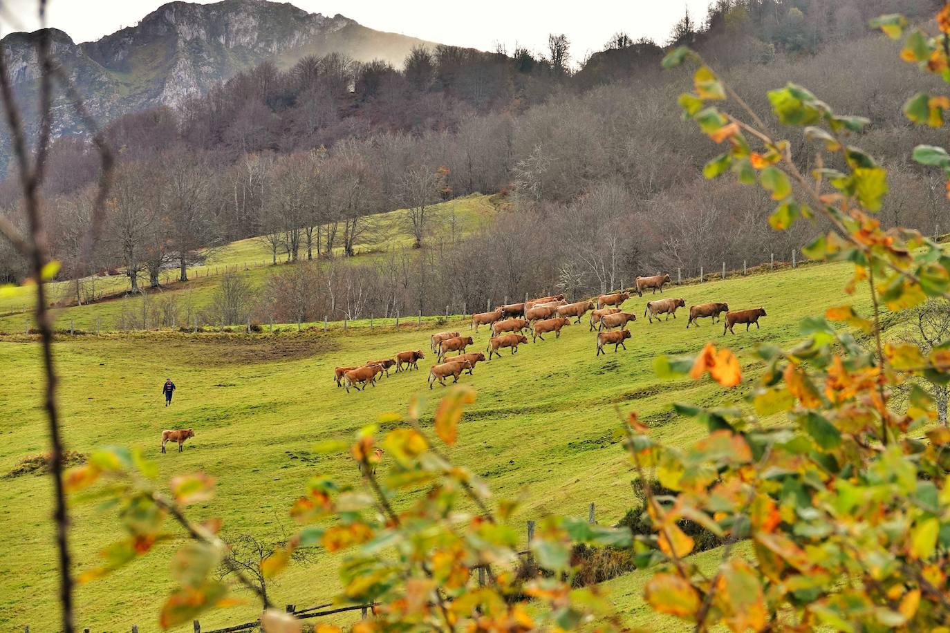 Fotos: El impresionante otoño en los Picos de Europa