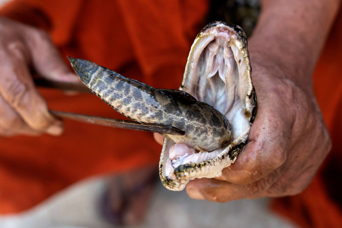 El monje budista Wilatha alimenta a una pitón birmana rescatada. Dependiendo de las donaciones por los aproximadamente $ 300 al mes que se necesitan para alimentar a las serpientes, Wilatha solo las conserva hasta que siente que están listas para regresar a la naturaleza.