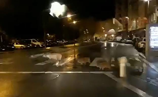 Los jabalíes cruzan por un paso de cebra de la calle Obispo Ballester, en el barrio vitoriano de Aranbizkarra. 