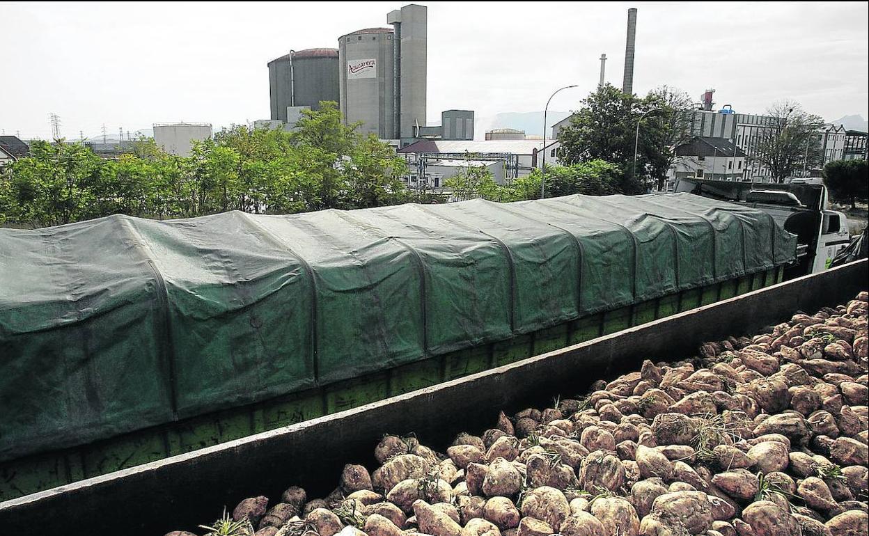 La mayor eficiencia de la fábrica permitirá a Azucarera cerrar una campaña «satisfactoria»