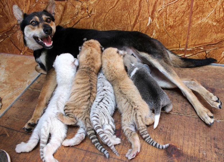 Un perro alimenta a cuatro cachorros de tigre recién nacidos y a un cachorro en la Zona de Protección de Animales Silvestres de Xixiakou en Rongcheng, provincia de Shandong, China