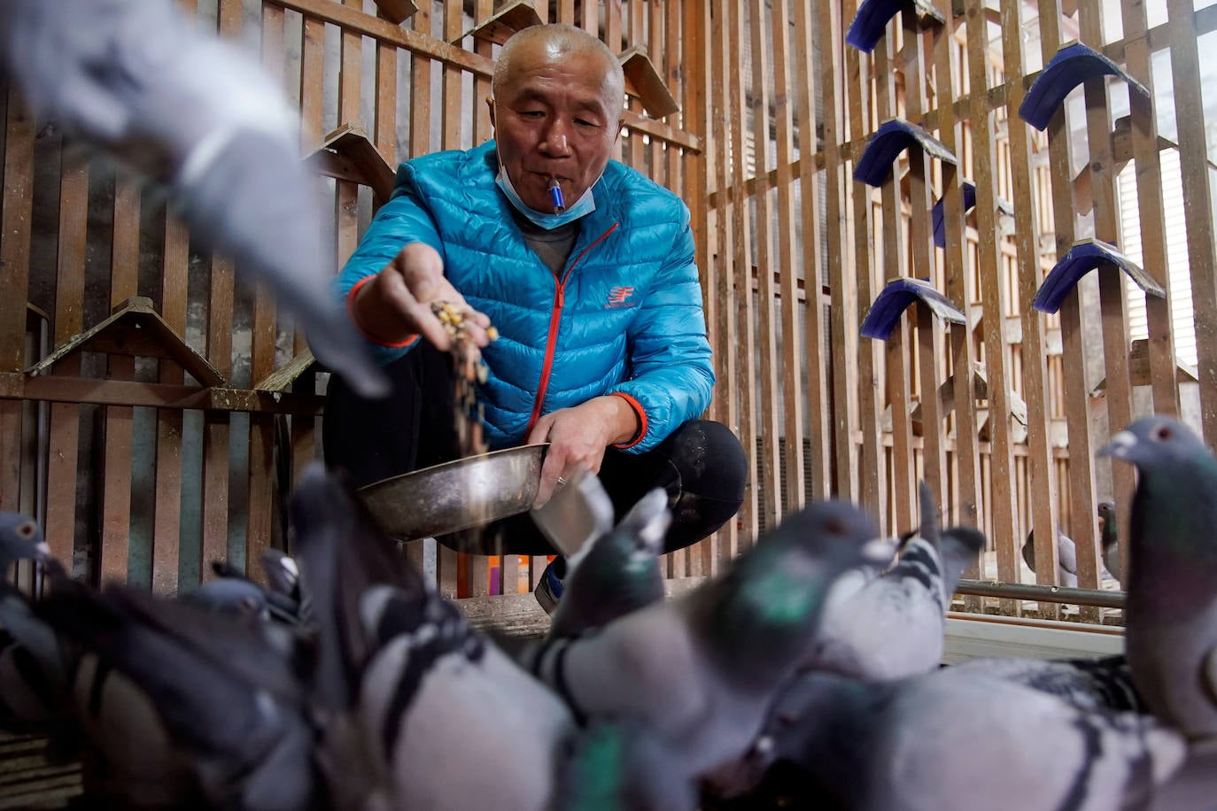 El propietario de palomas Yu Yuguang, de 57 años, hace sonar un silbato mientras alimenta a sus palomas mensajeras en su palomar en Shanghai.