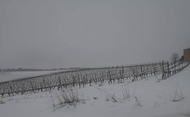 Viñedos cubiertos de un manto blanco en Kripan.