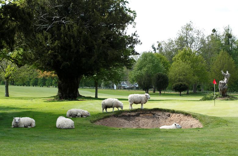 Las ovejas, utilizadas para mantener el césped después de que el personal fue suspendido luego del brote del coronavirus, pastan en el campo de golf Avington Park en Avington, Gran Bretaña.