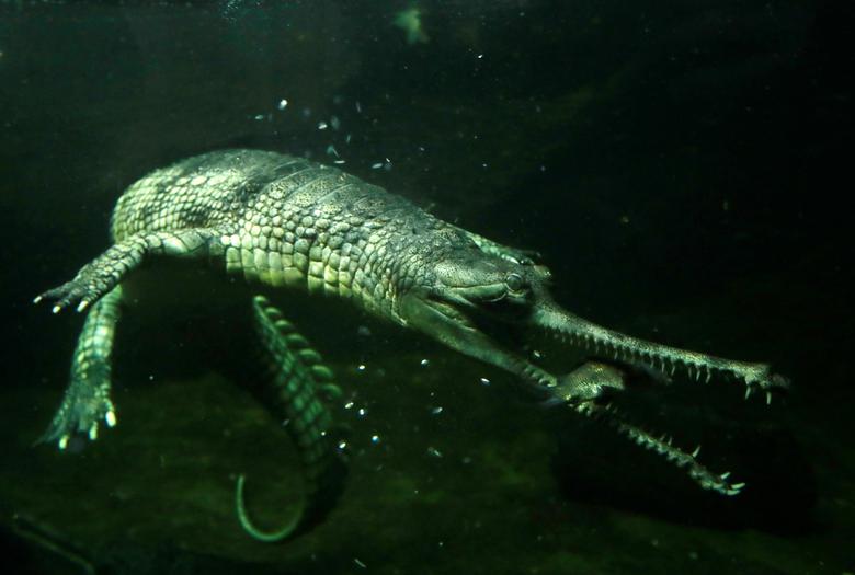 Un cocodrilo gavial indio come un pez en una piscina en el zoológico cerrado de Praga en medio de restricciones de coronavirus en Praga, República Checa.