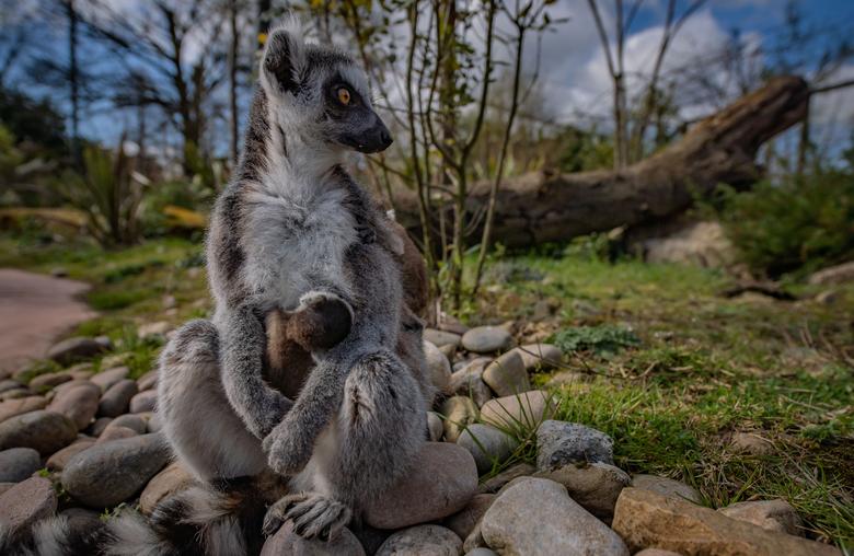 Los gemelos lémur de cola anillada de Madagascar recién nacidos se muestran en el zoológico de Chester en Chester.