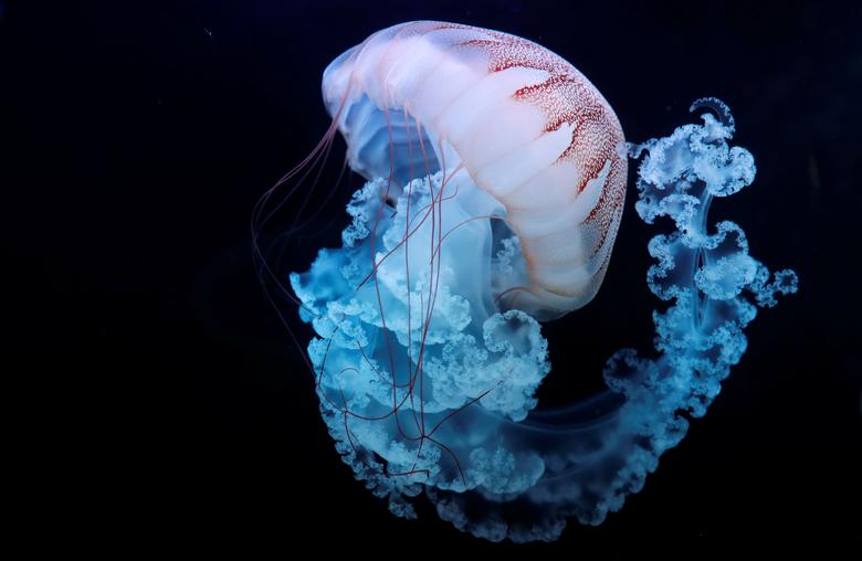 Una medusa nada en un tanque esférico gigante en el acuario World of Jellyfish en Praga, República Checa.