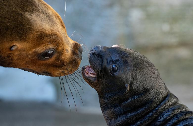 Un cachorro de león marino macho de 12 días es visto con su madre Melocotones en su recinto en el zoológico Schoenbrunner Tiergarten en Viena.