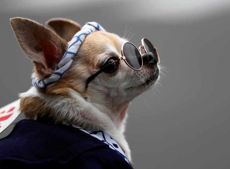 Un perro vestido con un traje tradicional y un par de anteojos se ve durante Sanja Matsuri, uno de los festivales tradicionales más grandes de Tokio, que tiene lugar después de meses de retraso causado por el brote de coronavirus.