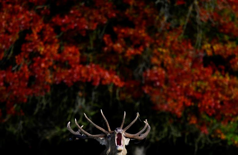 Un ciervo macho ladra frente al follaje otoñal durante la temporada anual de celo o reproducción, Richmond Park, Londres.