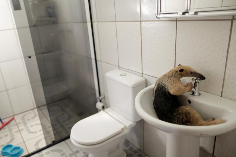 Un oso hormiguero descansa en el lavabo del baño mientras recibe tratamiento en la casa de Marcelo Andreani, un veterinario de la policía ambiental estatal, cerca de Porto Velho, estado de Rondonia, Brasil.