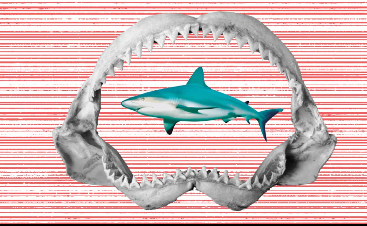 Más muertos por tiburón | El Correo