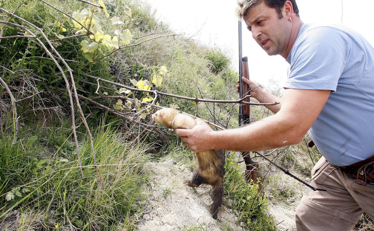 Un cazador introduce un Hurón en una madriguera.