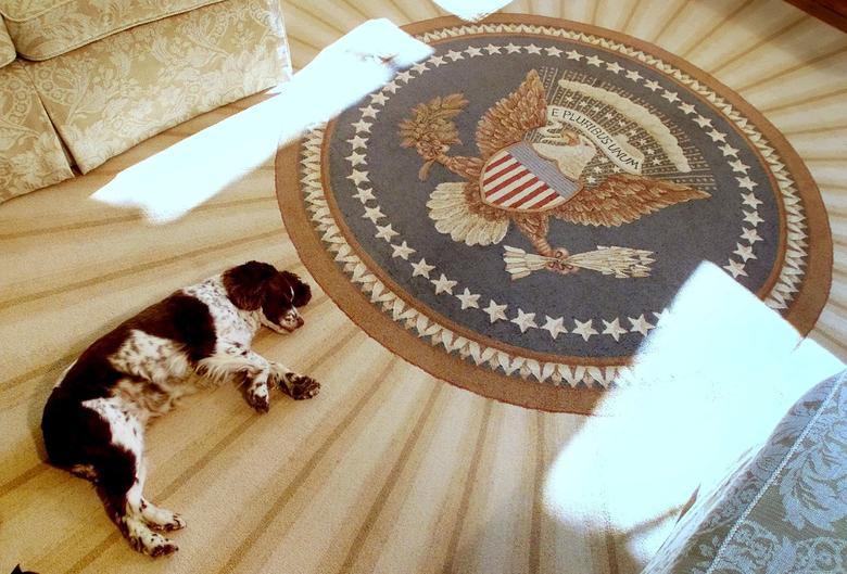 Spot, el perro del presidente George W. Bush y la primera dama, Laura, duerme en la alfombra nueva dentro de la Oficina Oval de la Casa Blanca mientras el presidente y la primera dama muestran a los miembros de la prensa la alfombra nueva, 20 de diciembre de 2001 .