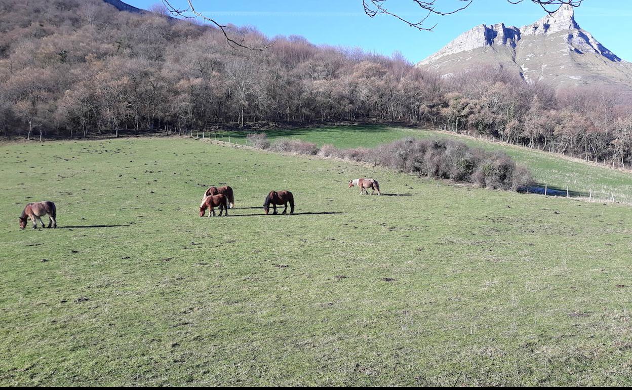 El pasttoreo de ganado es una actividad tradicional en Sierra Salvada. 