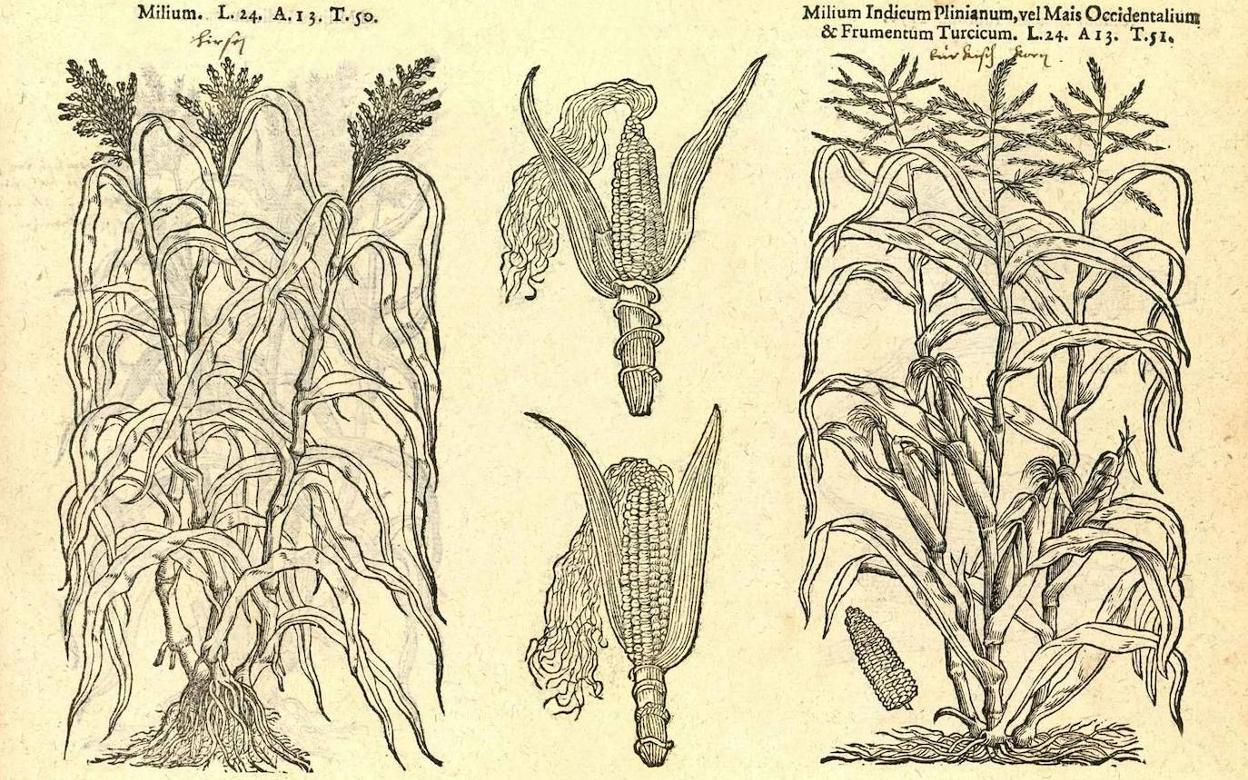 Ilustración de mijo y maíz en 'Icones stirpium', Amberes 1591 (Biblioteca Real Jardín Botánico).