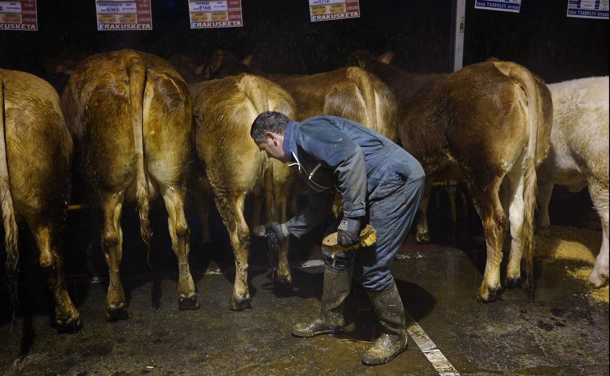 El ganadero Karlos Ibarrondo acicala su cabaña en las instalaciones de Elorrio. 