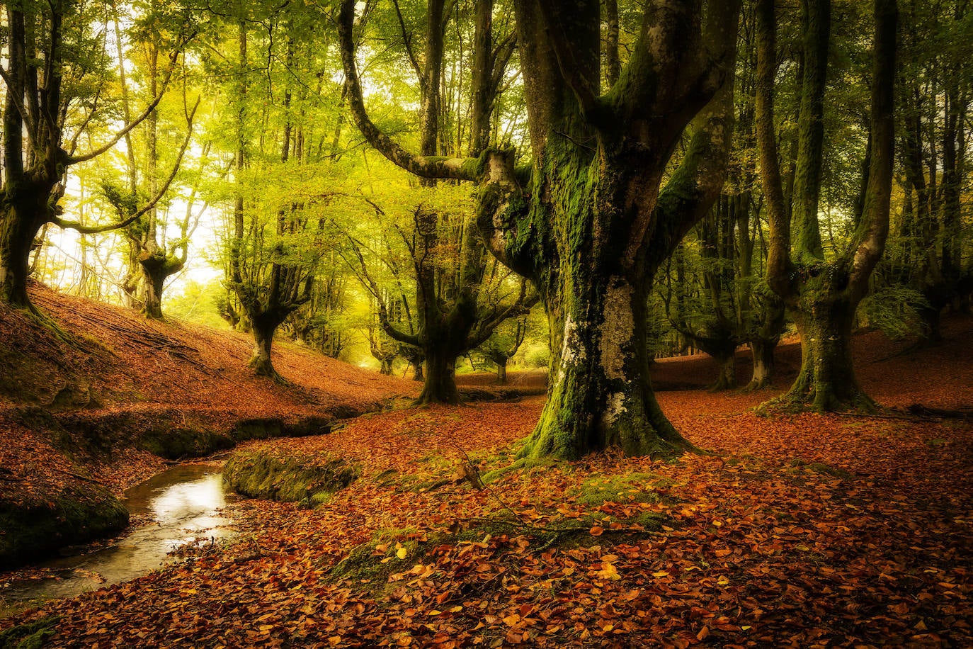 3.- Bosque de Otzarreta (País Vasco) | Este hermoso espacio natural de hayas está ubicado en el Parque de Gorbea, provincia de Vizcaya. Su atracción principal es el extraño crecimiento vertical de las ramas de sus árboles, como si quisieran alcanzar el cielo. Este impresionante hayedo centenario está rodeado de leyenda y de misterio. 