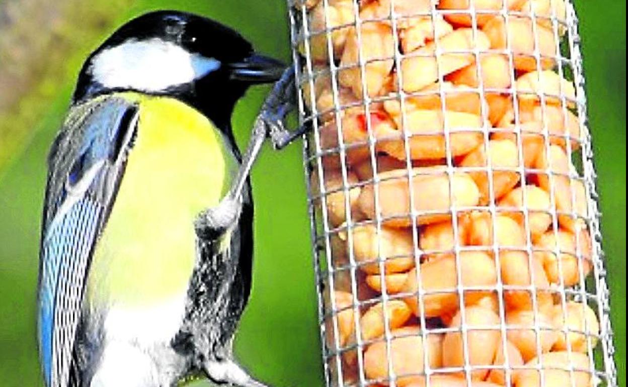 ¿Pueden las aves convertir Arteaga en el pueblo más feliz de Euskadi?