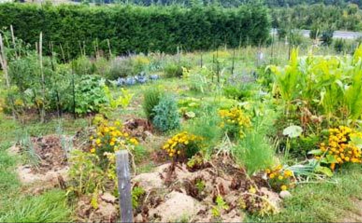 Las huertos ecológicos de Izarra se pusieron en marcha en 2013. 