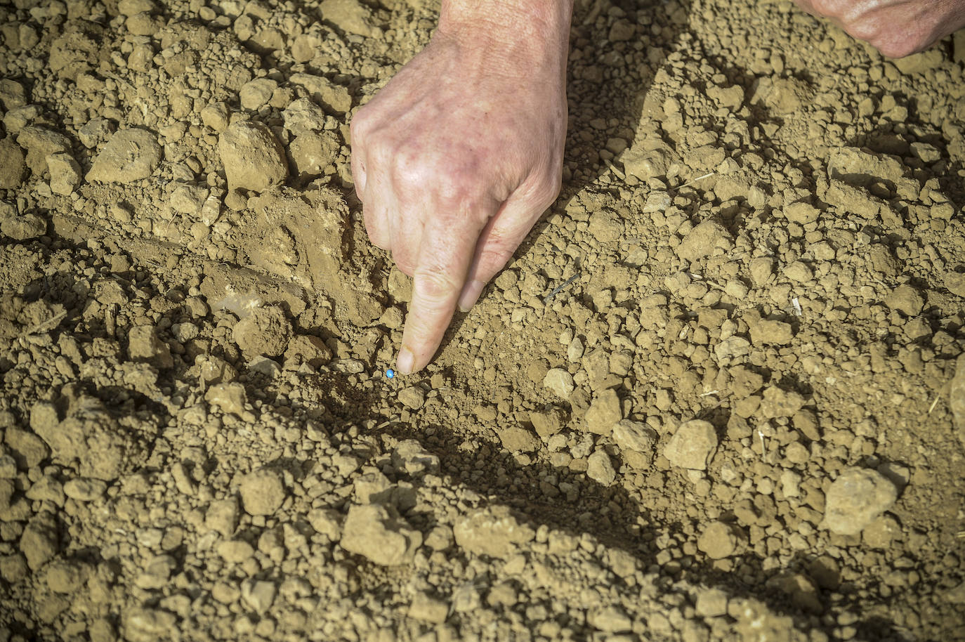 El agricultor desentierra y muestra una de las 'bolitas', separadas por apenas un palmo entre sí.