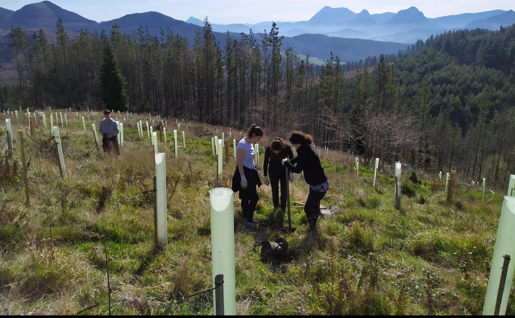 Los retoños plantados por Lurgaia en Múxica (Bizkaia) están protegidos para que crezcan sin problemas.