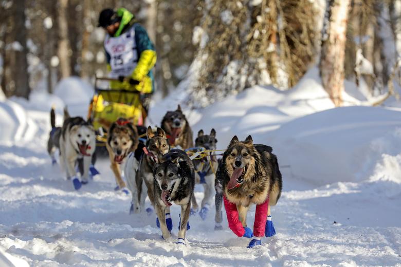 con cuantos perros tienes que acabar en el iditarod