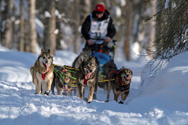 con cuantos perros tienes que acabar en el iditarod