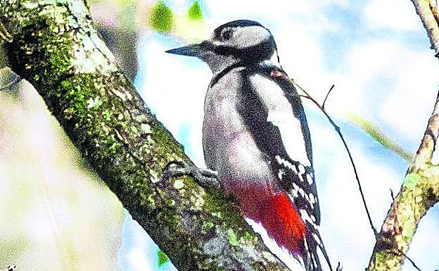 Pico picapinos. Se le oye en Urkiola, pero cuesta verle.