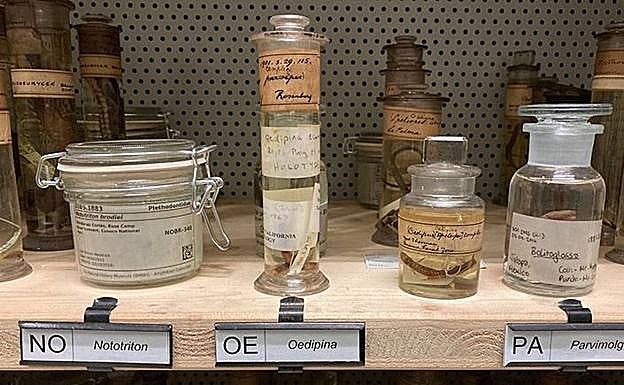 La 'Oedipina' desconocida en el Museo de Historia Natural