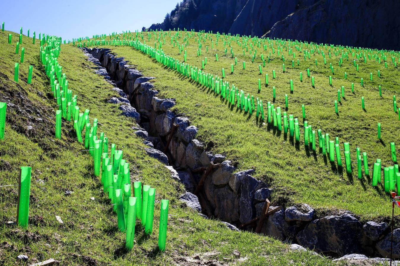 Fotos: La cantera del Peñascal será pronto un robledal