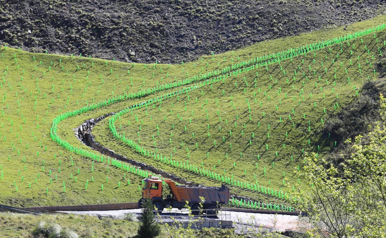 Vista actual de la cantera, rellenada y replantada con robles.