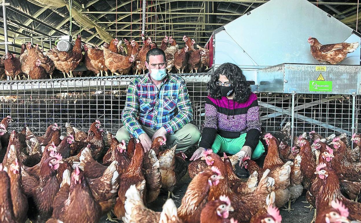 Iñaki y Mariaka, con parte de sus 3.000 gallinas ecológicas en su flamante explotación de Zalduondo. 