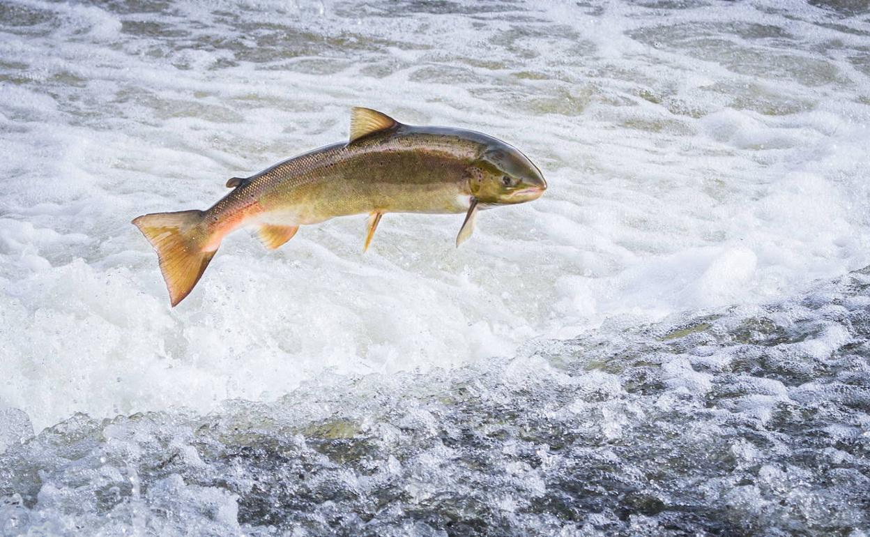 El torpedo de los ríos