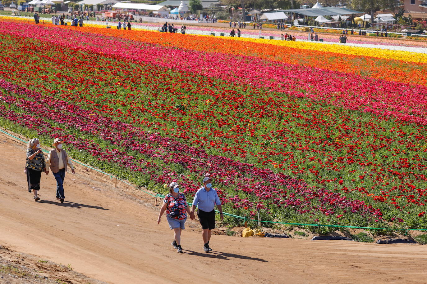 Fotos: Campos de flores de cuento en San Diego (California)