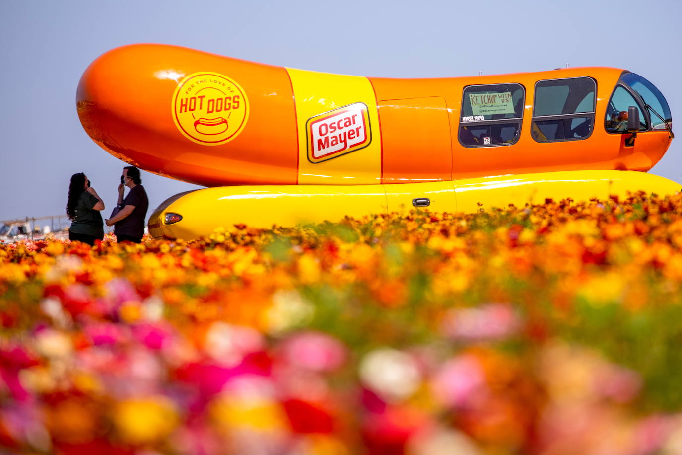 Fotos: Campos de flores de cuento en San Diego (California)